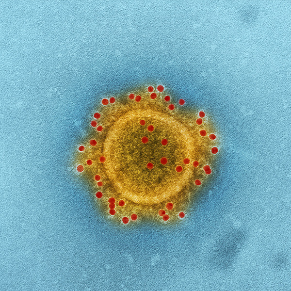 FOURTH YEAR MYCOLOGY,VIROLOGY AND APPLIED MICROBIOLOGY 